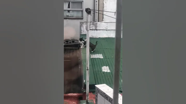 Video 8815971: cutecat meow funnycat catlover, cats catlover cutecat funnycats, catlover meow cutecat funny