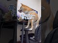 柴犬、大嫌いな雷がやってきた【豆柴ころた】 #shorts #柴犬 #shibainu #雷