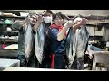 爆釣だったビンチョウマグロを1本ずつ皆で捌いていくっ！【兄貴マグロ初捌き】