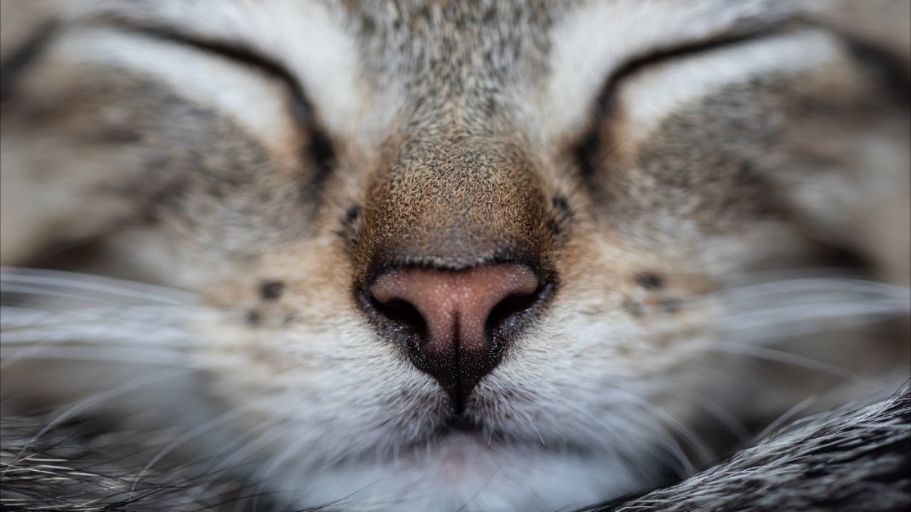 Расслабляющая музыка #1 | Relaxing Music for Sleep Meditation @Soul Notes