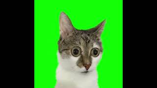 Surprised Cat With Big Eyes - Green Screen