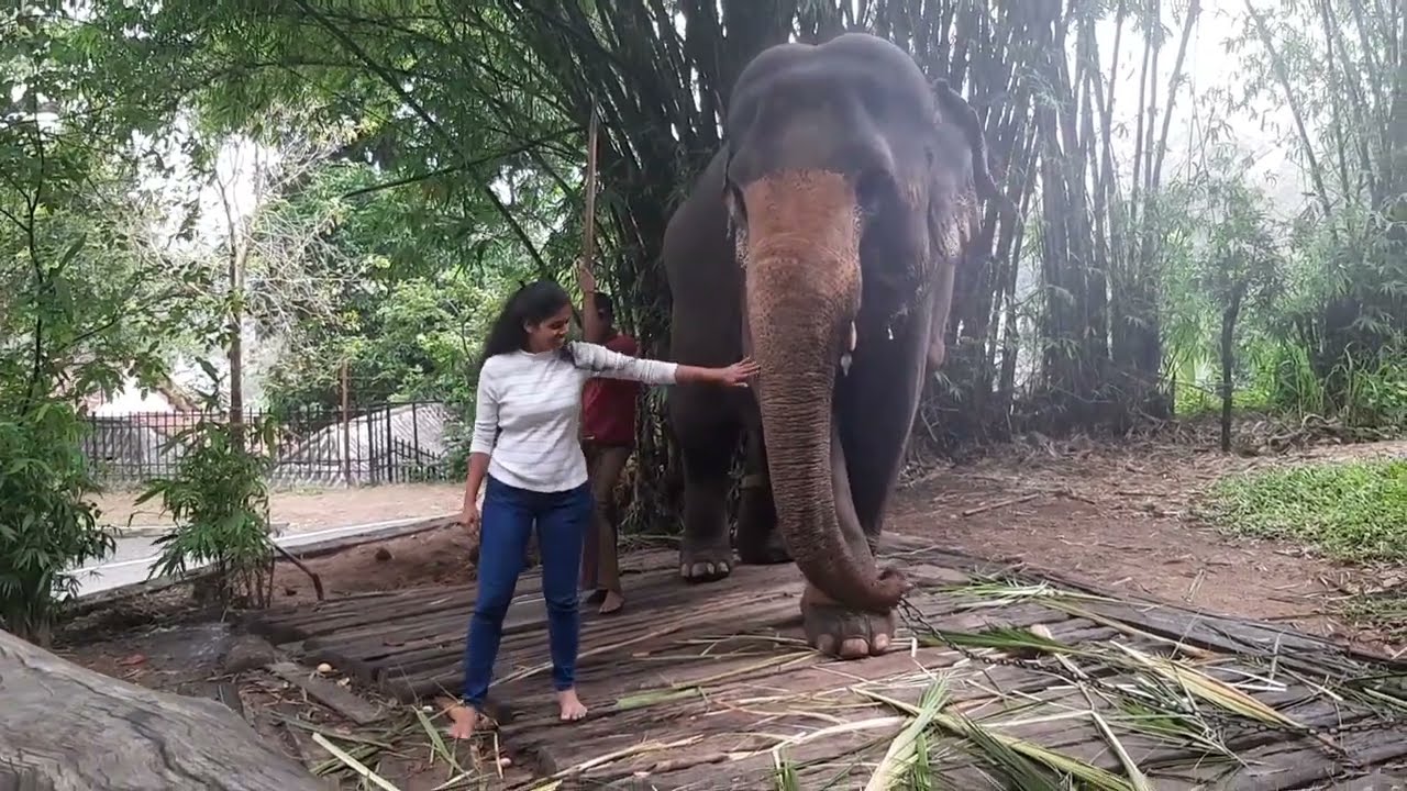 unbelievable moment Wildlife Elephant in Asian | Wild Animal News tube Sri Lanka 