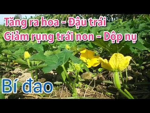 Video: Cây Bí Xanh Rụng - Phải Làm Gì Cho Cây Bí Đao