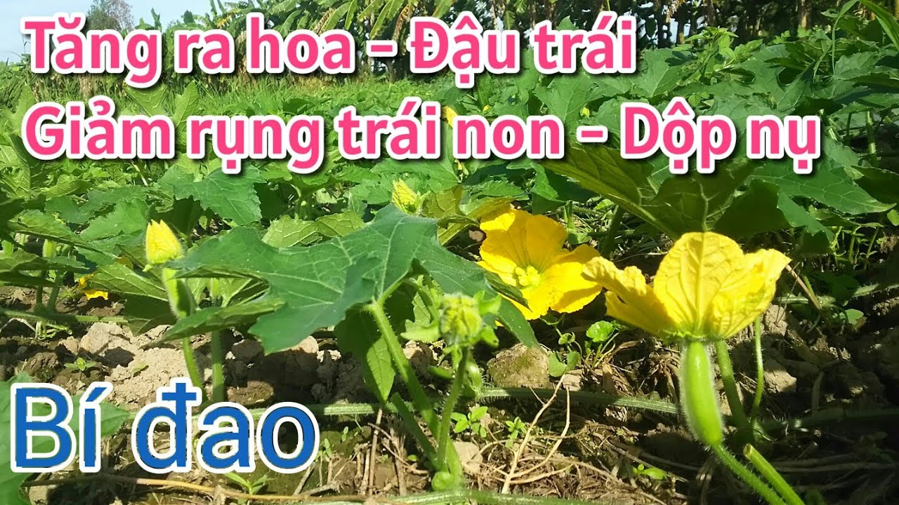 Kỹ thuật trồng bí đao: P14 Tăng ra hoa đậu trái bí đao, hạn chế dộp nụ- BÙI THANH NGOAN