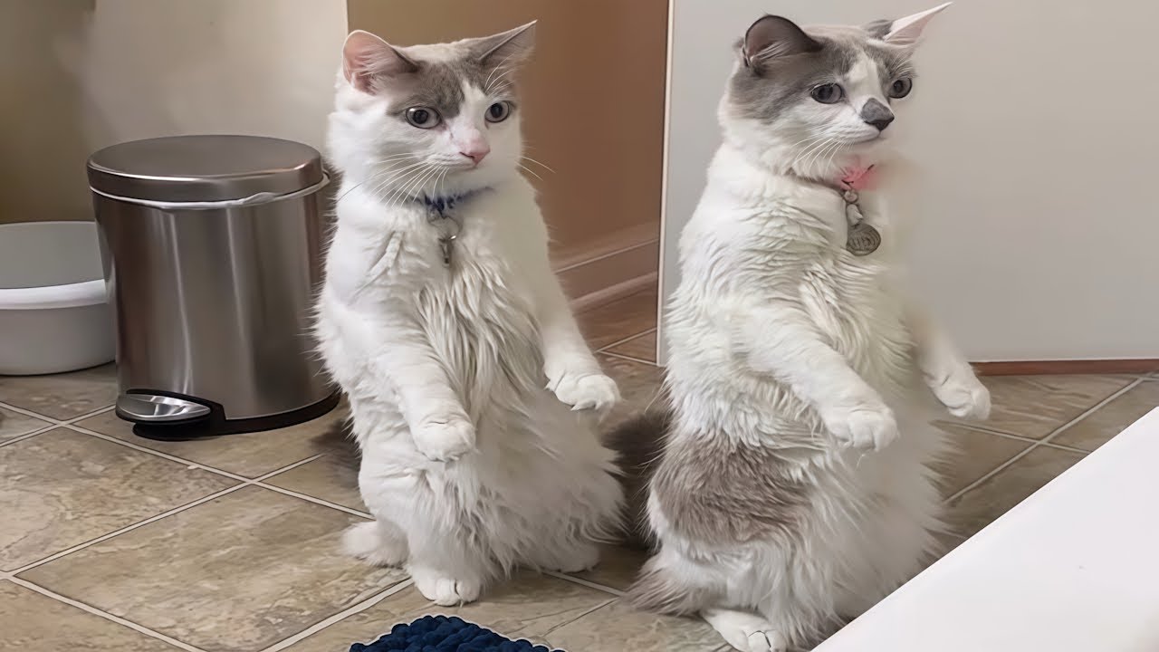 Cats Acting Weird