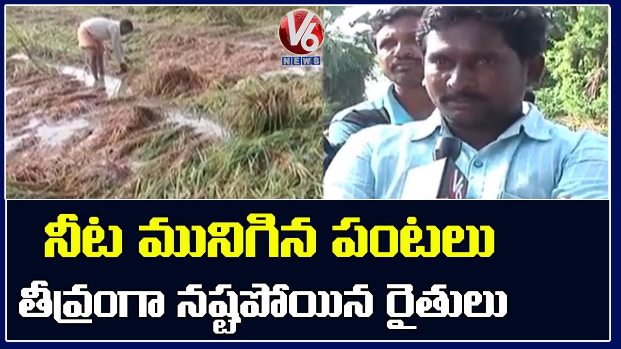 Farmers Incur Huge Loss Due To Heavy Rains in Telangana | V6 News - YouTube