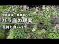 【大雨直後のバラ庭】現実はこうなる…｜花持ちが良いバラ・黒点病に強い＆弱い品種も紹介 5/23撮影
