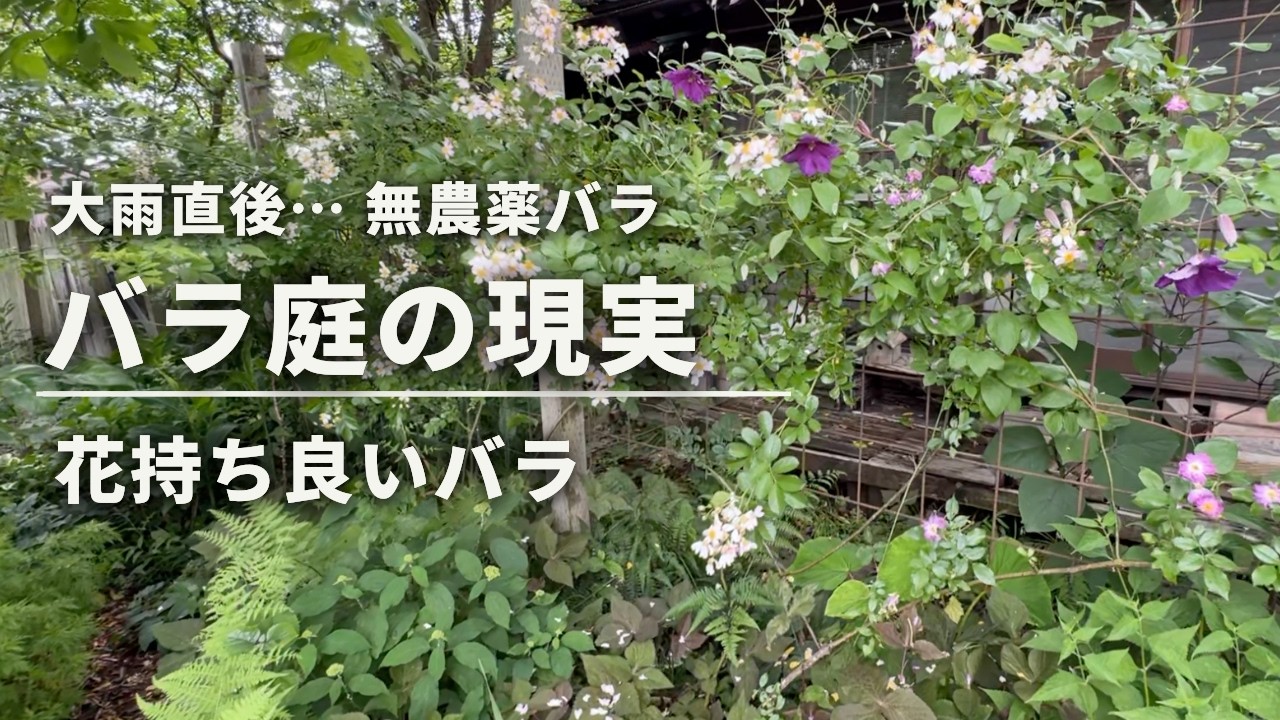 【大雨直後のバラ庭】現実はこうなる…｜花持ちが良いバラ・黒点病に強い＆弱い品種も紹介 5/23撮影