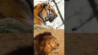 Apa Perbedaan Harimau Dan Singa #AnimalsTore #faktaunik #animals