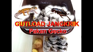 Gutload Jangkrik Pakan Sehat Untuk Gecko I Leopard Gecko