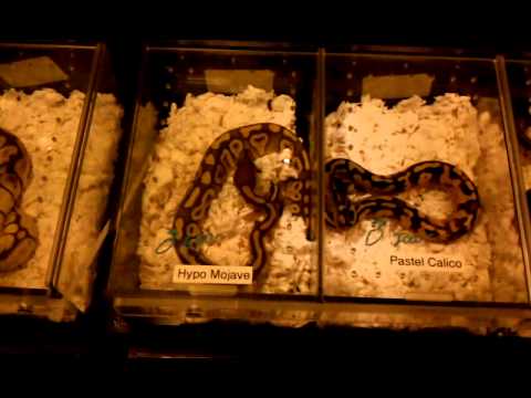 biteable Las Vegas expo 5