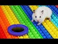 Hamster Pop It Maze