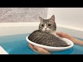 レシオ！ - 寒がりな猫と一緒にお風呂に入ったら気持ち良すぎてこうなっちゃいました笑