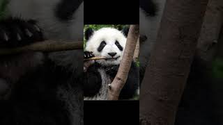 The Giant Panda