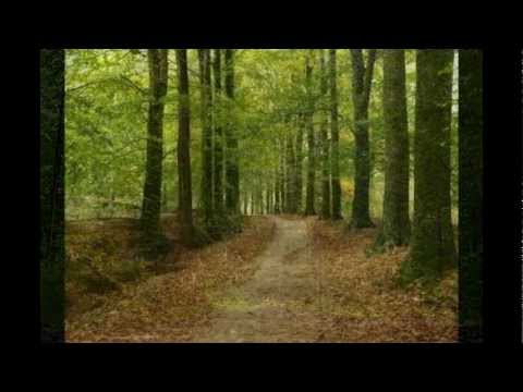 waldszenen op 82 forest