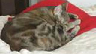Memorial Video For Our Cat ~ LUCY