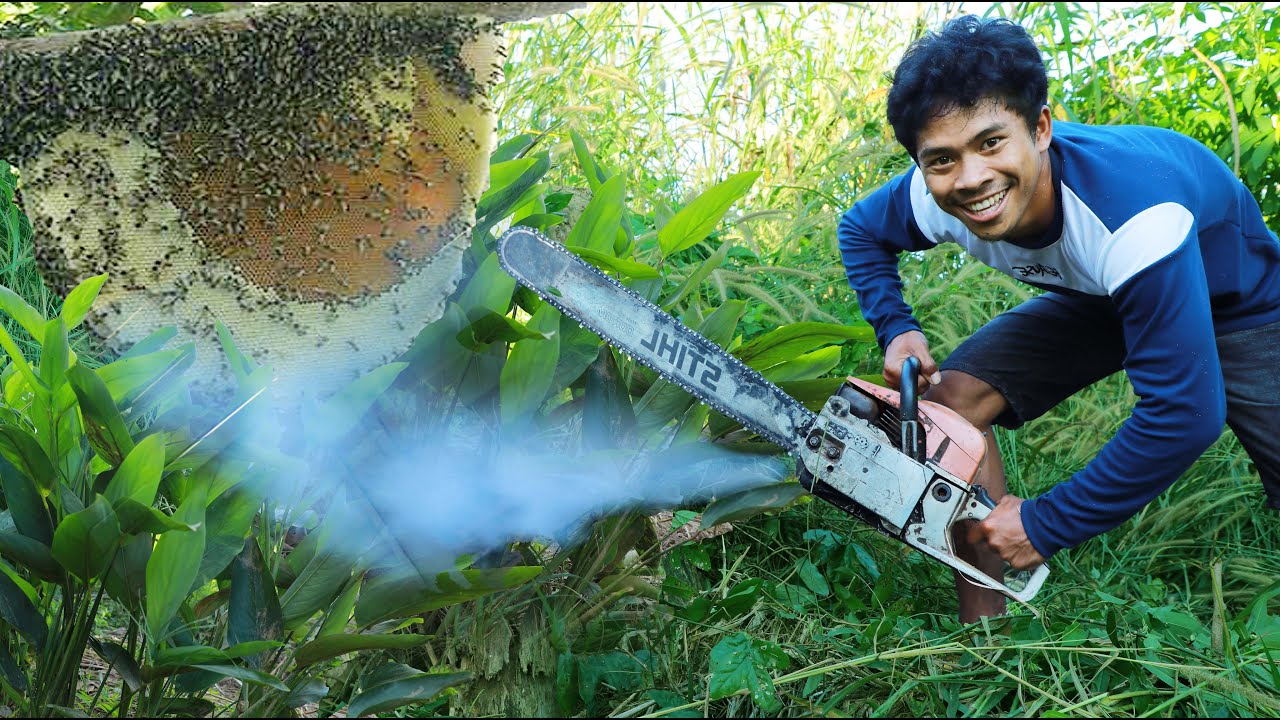 wow yummy se Wild honey bees in a hollow tree