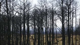 Reforesting the Lost Pines