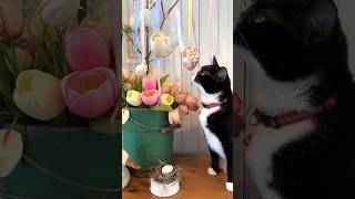 My crafting helper #catlife #crafting #eastereggs #springcrafts #diy  #cottagecore #catshorts