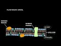 Fluid Mosaic Model of plasma membrane, Structure of plasma membrane