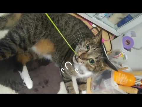 心愛ちゃんとももちゃん☺️💞 心愛ちゃんとももちゃん☺️💞