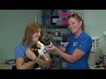 Pet of the Week: July 24, 2026 Irish Cream