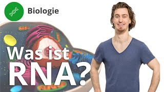 RNA: Was ist das und wie ist sie aufgebaut? – Biologie | Duden Learnattack