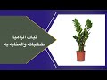 نبات الزاميا متطلباته والعنايه به 