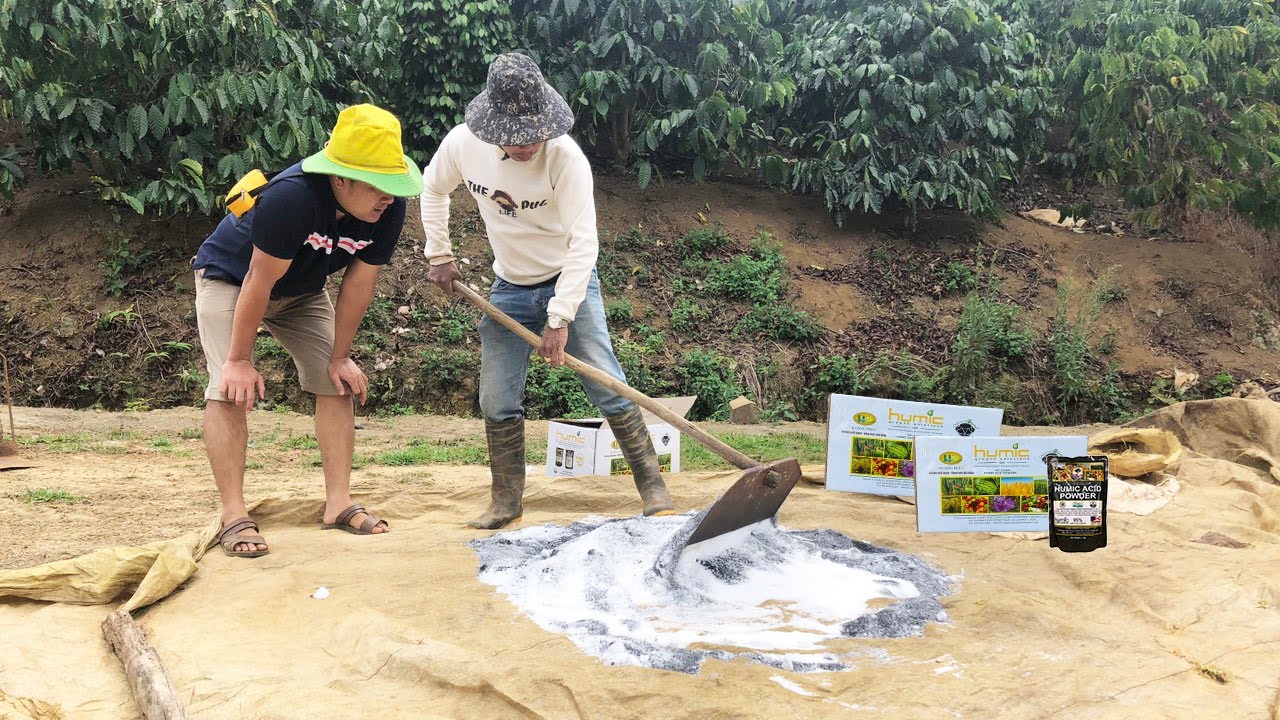 CÁCH BỎ PHÂN ĐỂ 1 HECTA CÀ PHÊ ĐẠT 6-7 TẤN NHÂN