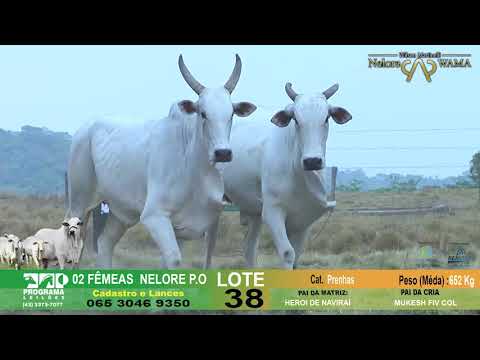 LOTE 38