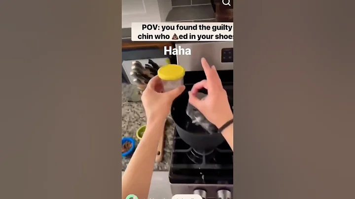 Watch the video about Every action has reaction #cat #pets #cute #funny #animals #guilty #cooking #chinchilla #cleaning