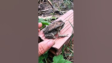 Have fun with the funny TOAD | Funny frogs | funny with frogs | Funny Jumping