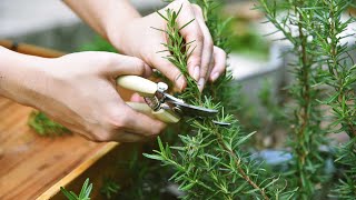 I Am Surprised People Use Rosemary And Dont Know What It Does To Their Body