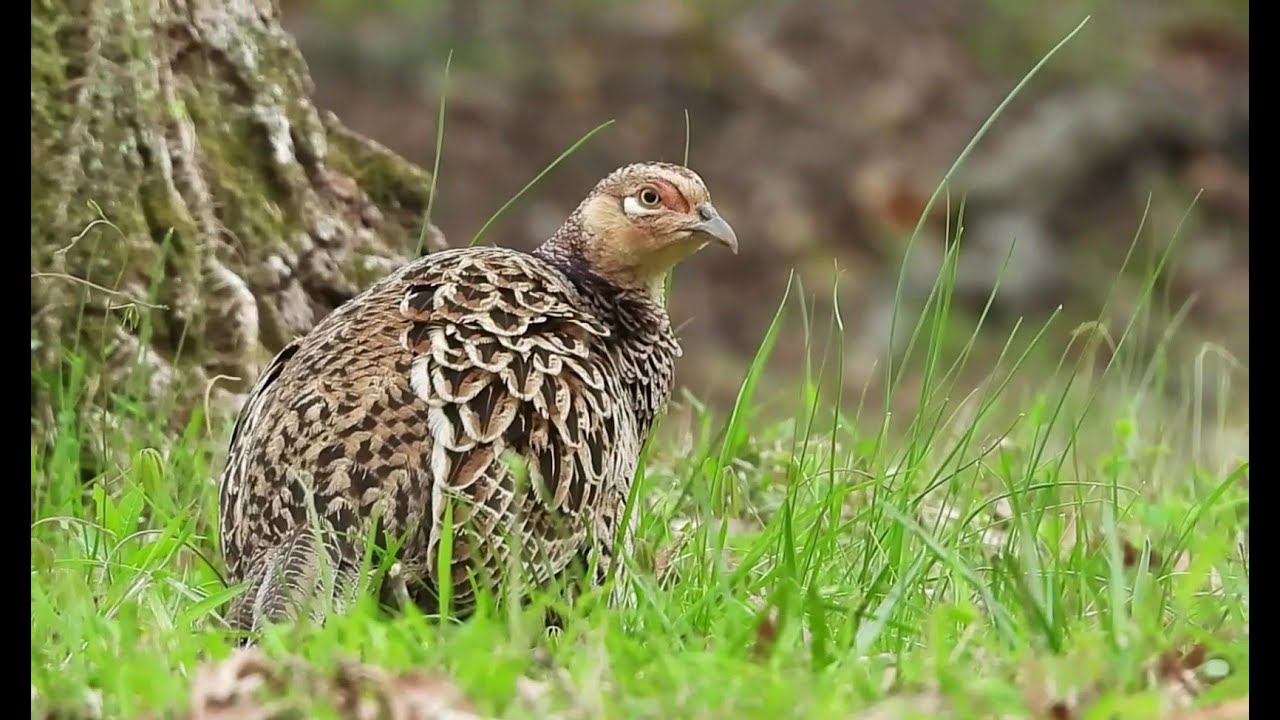 A Day with a Pheasant Pair : Preening, Feeding, and Wondering On