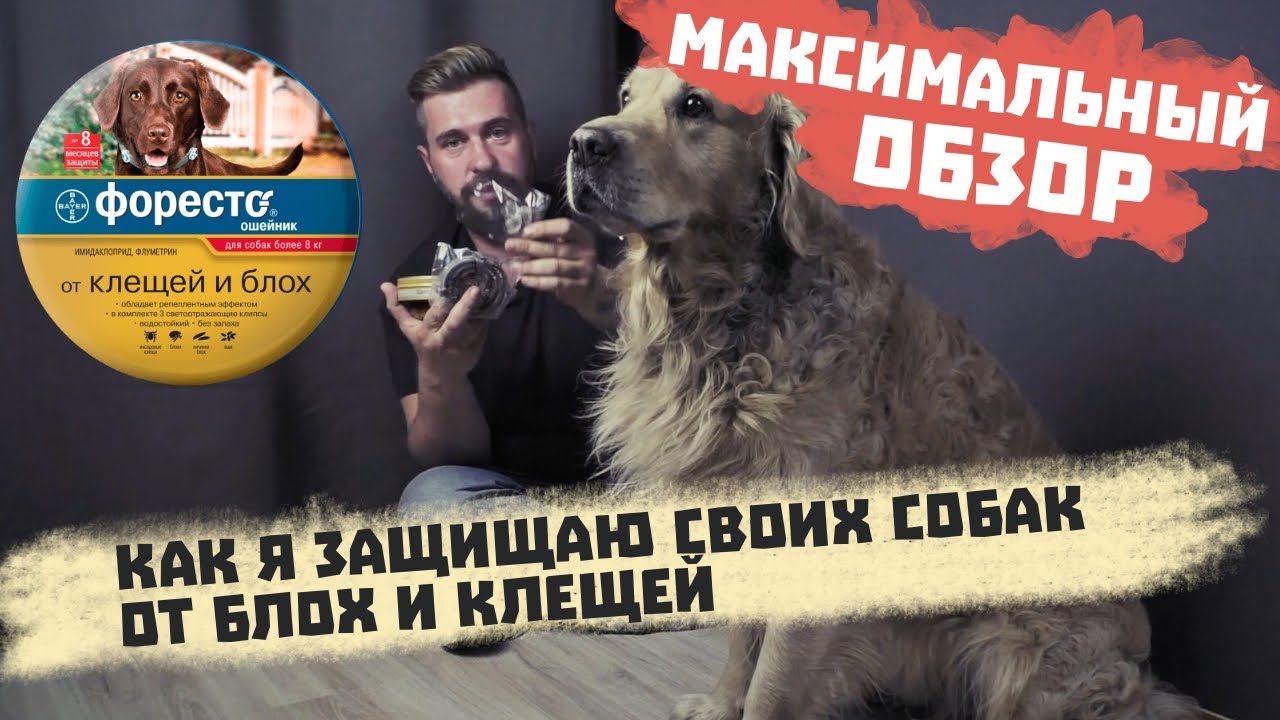 Рейтинг ошейников от блох и клещей для