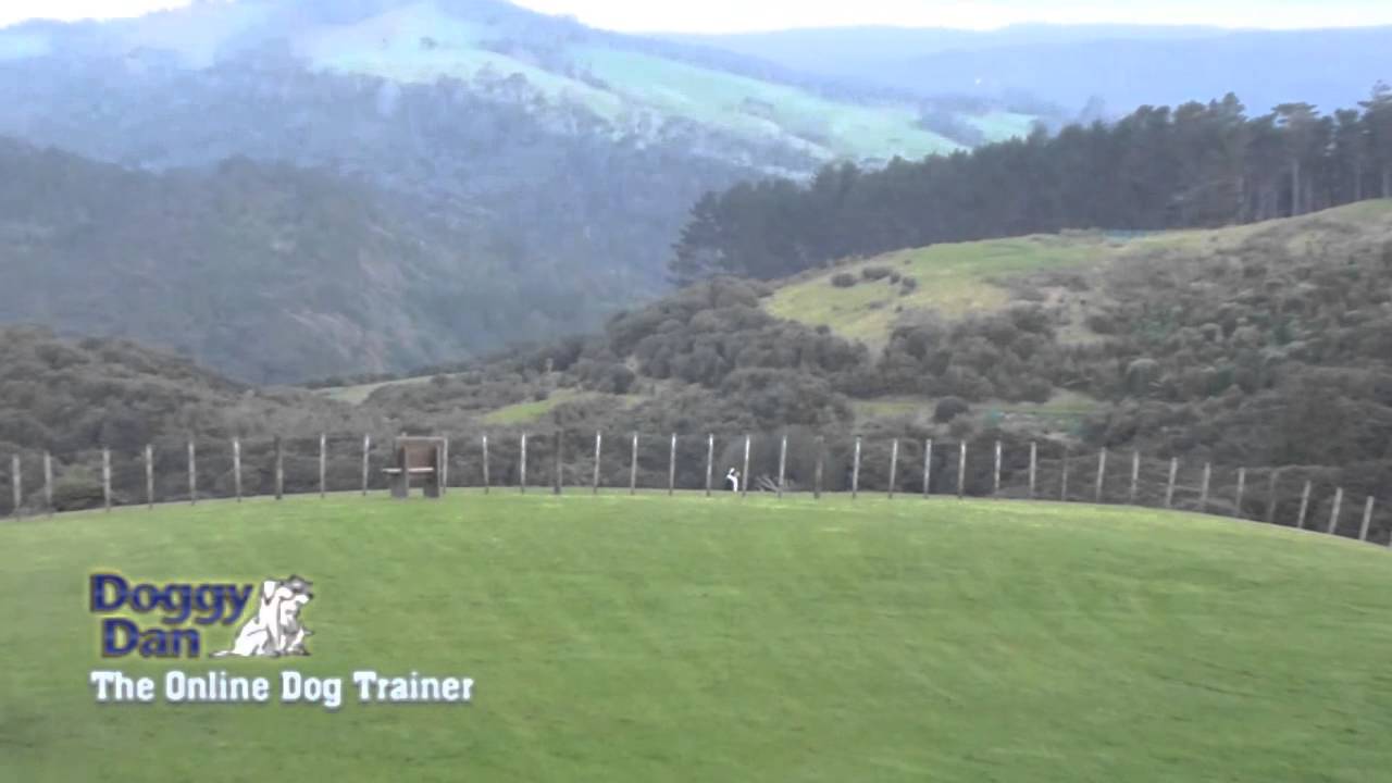 How to raise the perfect dog 