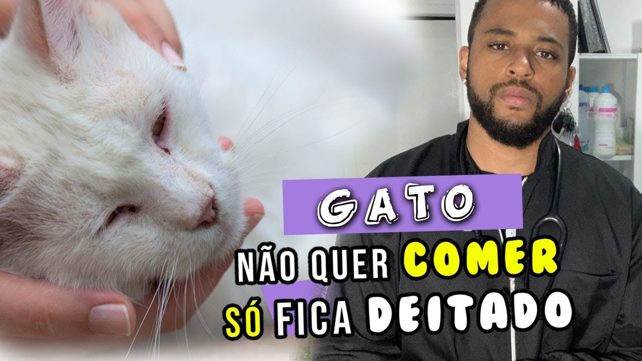 Meu GATO não quer comer está AMOADO E TRISTE!