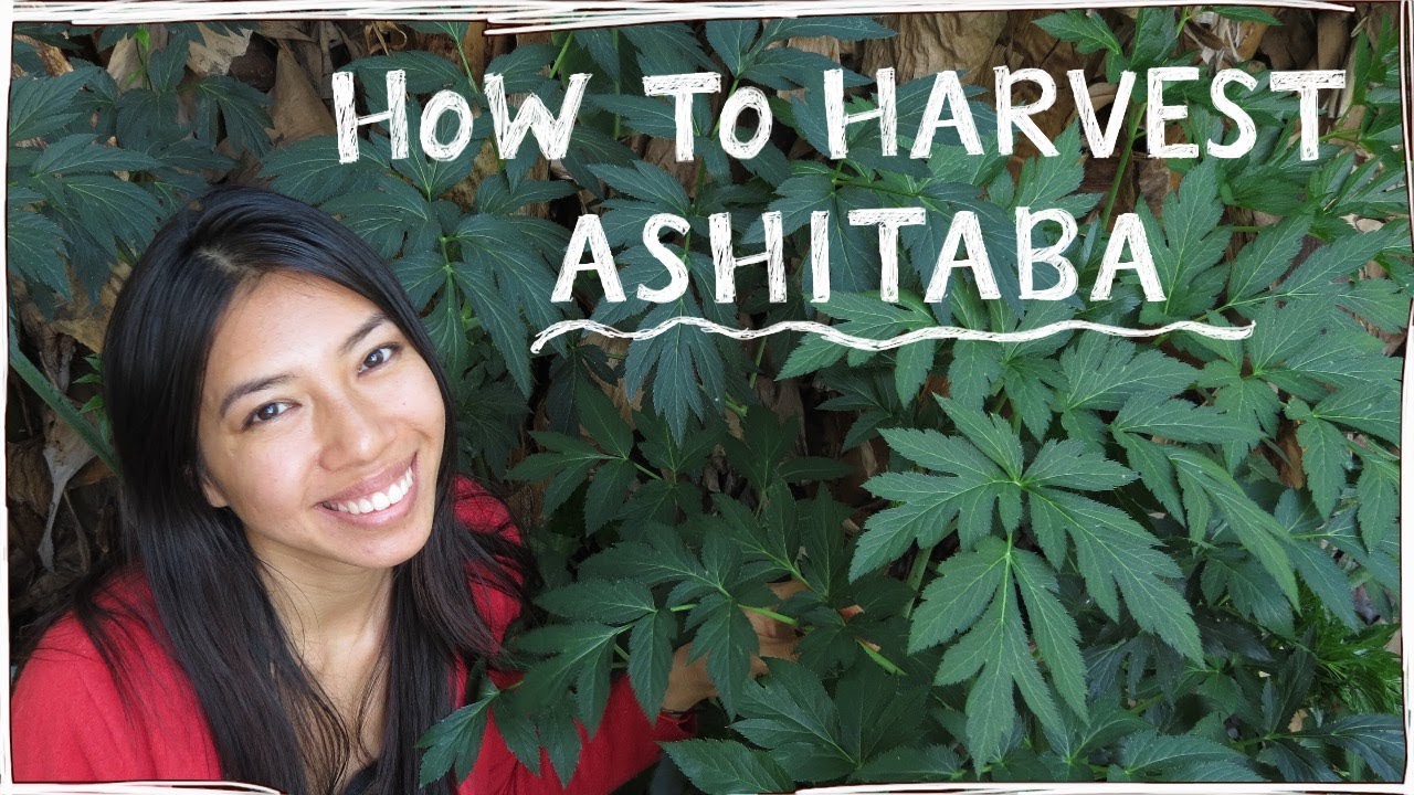 How To Correctly Harvest Ashitaba AKA Tomorrow Leaf