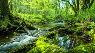 Beautiful Birds Singing, Gentle Stream Flow, Harmonious Melody of Peaceful Forest Nature Sounds