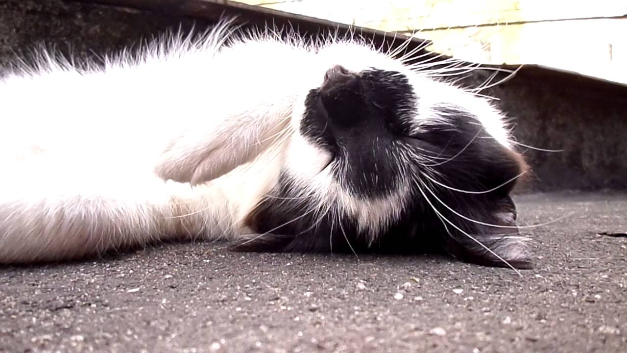 white collar crime Manchinha, the black and white cat, resting in a windy day
