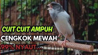 KENARI GACOR  Cuit CUIT BIRAHI SUARA Kenari MASTERAN TERBAIK UNTUK PANCINGAN & MASTERAN Kenari PAUD