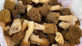 MOREL MUSHROOM Hunting For The FIRST TIME!!! (mushroom picking 2024)