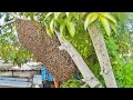 Bees rescue 58 | apis dorsata | one of the largest honey bee in the world | aggressive