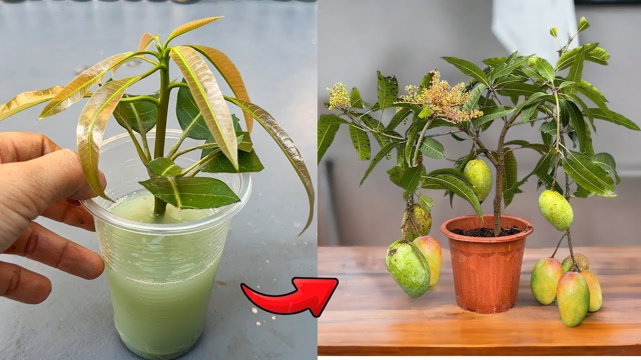 If you know how to propagate mangoes, your garden will no longer lack clean fruit. how to reproduc