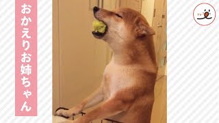 熱烈歓迎♪ お姉ちゃんの帰宅に嬉しさが爆発した柴犬さん【PECO TV】