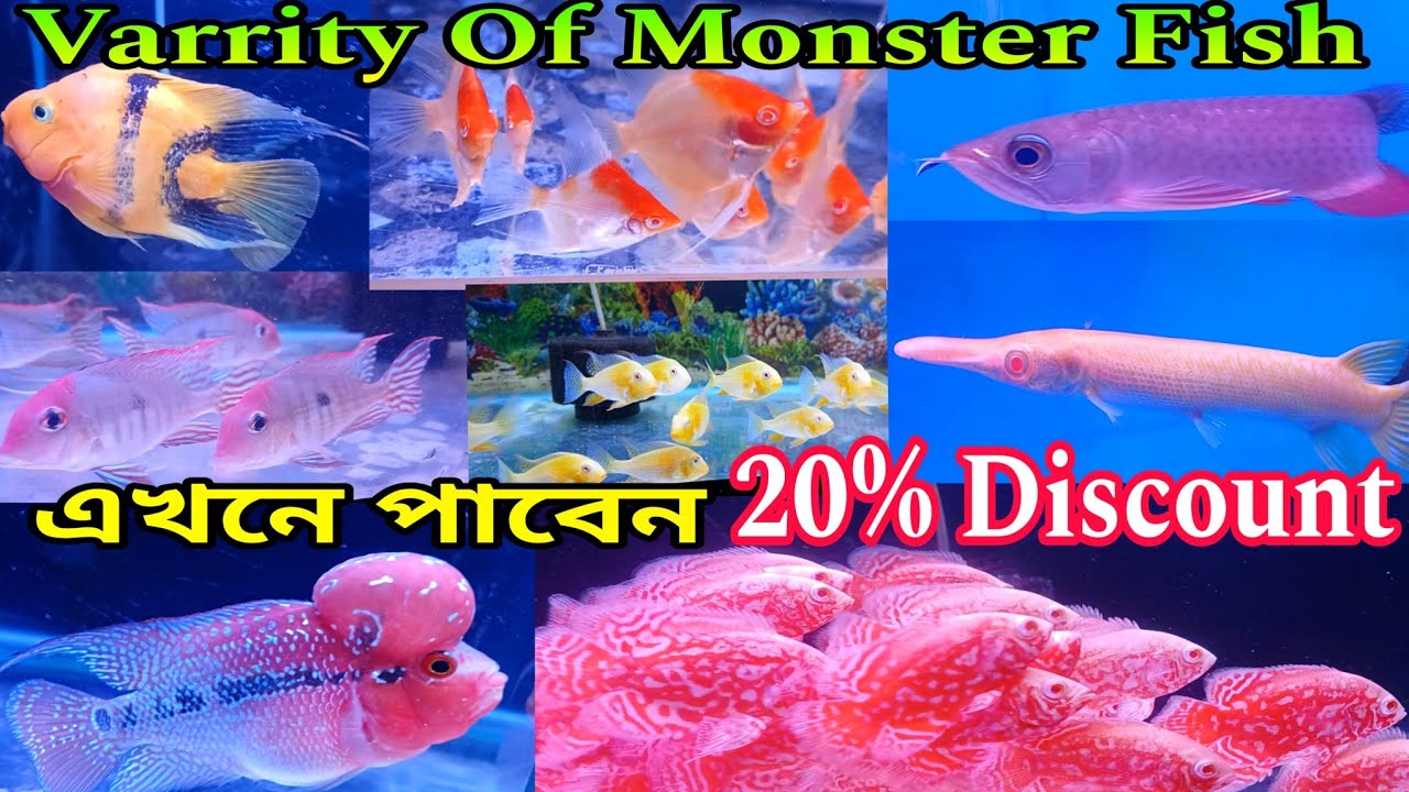 বিশেষ অফার Suvechya Aqua Rishra | Aquarium Fish Price | Aquarium Fish Shop | Aquarium Fish | Fish 