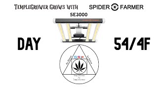 Update #5! TempleGrower grows Skunk #1 with the SpiderFarmer SE3000 - Day 54/4F