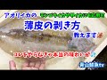 【アオリイカ】【薄皮の下処理】【アオリイカの捌き方】アオリイカの薄皮の剥き方教えます🦑