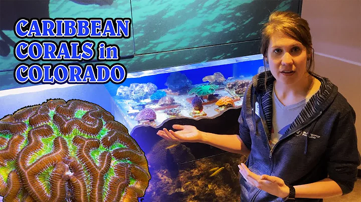 Caribbean Corals in Colorado?!? Visiting Sara Stev...