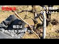 実践動画。剪定は木の方向を決めてからやろう。